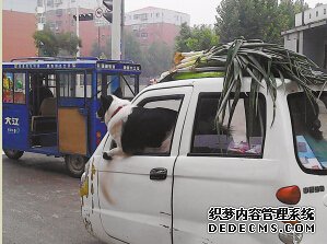 街頭三輪車駕駛室探出一條大狗 質(zhì)疑:誰(shuí)在開車