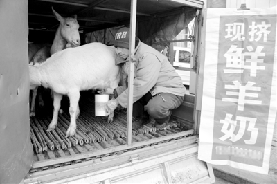 現(xiàn)擠鮮牛奶。