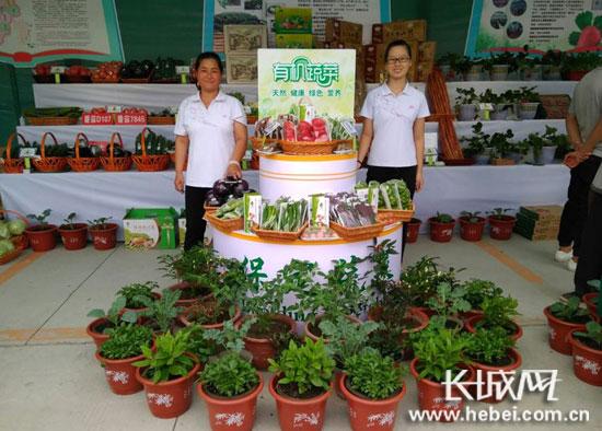 有機(jī)蔬菜。聶承華 攝