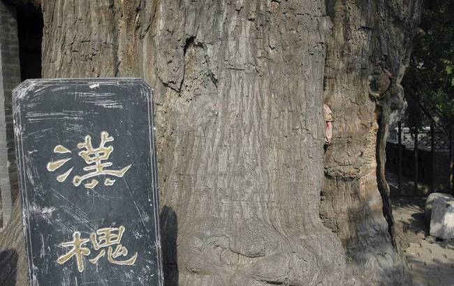 2018年1月17日報(bào)道，山西省古州平定有一位跨越23個(gè)世紀(jì)的漢槐，位于平定西鎖簧村的中心，它聳立在由石頭壘成的半圓護(hù)坡上，樹后是村里的娘娘祠廟。