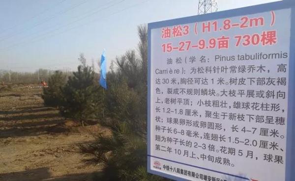 雄安新區(qū)千年秀林樹木介紹。