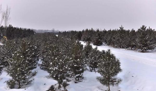 雪中的雄安新區(qū)千年秀林。劉向陽 攝